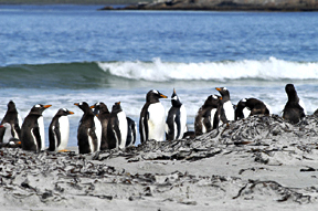 Photo of colony of Gentoo Penguins in Falkland
