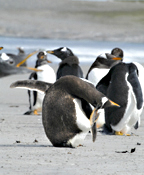 photo of gentoo penguin antics