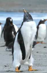 gentoo penguin in Falkland Islands off the coast of South America