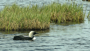 Pacific Loon in Kuparuk oilfield next to the pipeline