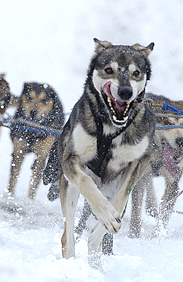 Photo of lead  sled dog rac