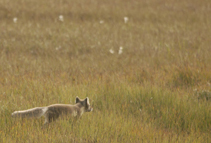 photo of Arctic Fox by Ashleigh Liston Alaska photographer