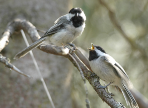 black capped chickadee chick being fed by adult male chickadee