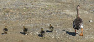 Geese and goslings Kuparuk oilfield
