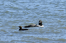 Common loon Anchorage