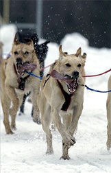 Photo of sled dog running