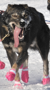 Lance Mackey sled dog 2011 Iditarod